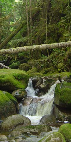 Upper Anderson creek